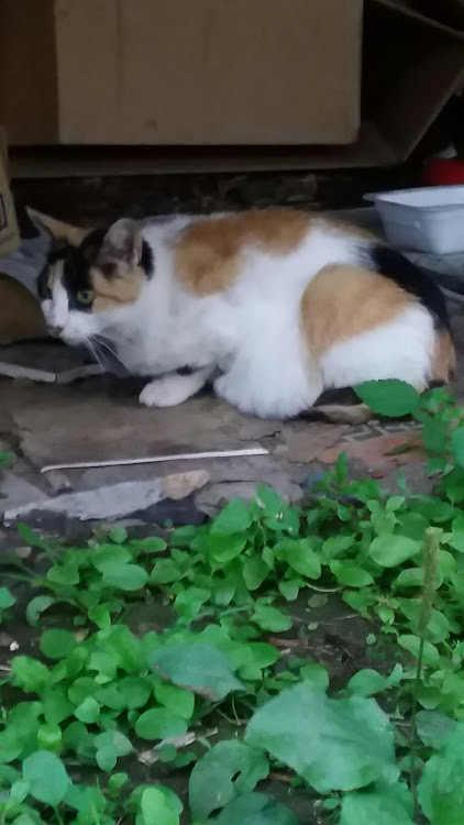 キャリイトラックの相棒とデート・温泉ドライブ・ねこちゃんに関するカスタム事例の投稿画像7枚目