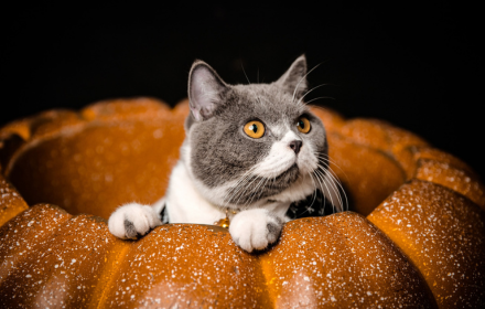 The cat lies in the pumpkin small promo image
