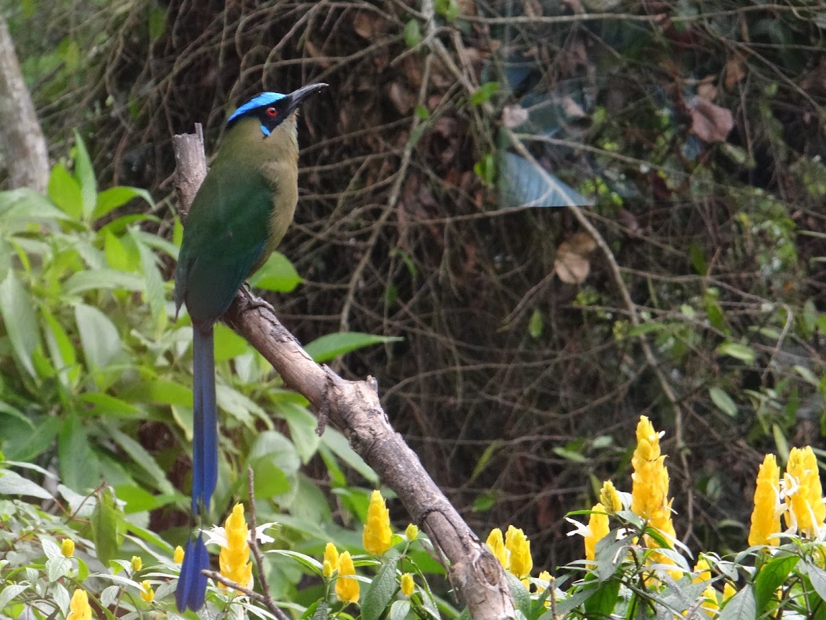 Highland Motmot