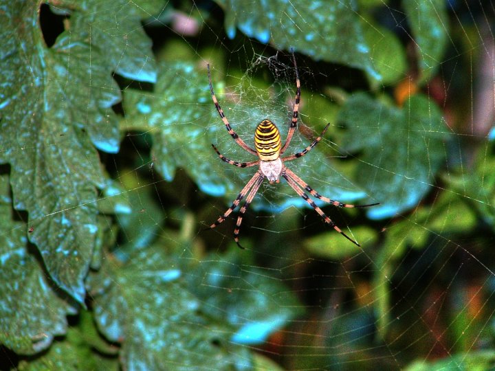 Argiope Bruennichi di Horus