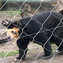 Andean Bear