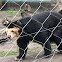 Andean Bear