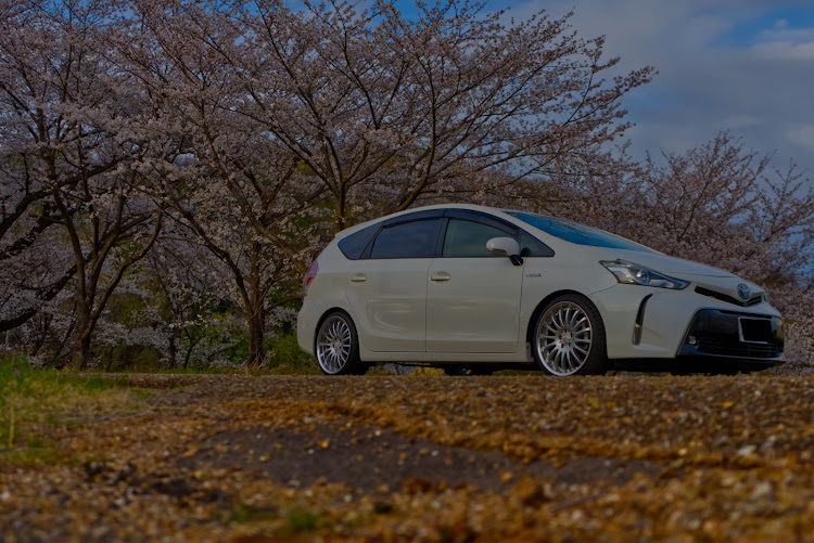 プリウスαのカールソン 1/16・#おさまらないホイール・洗車・洗車中毒・サクラと愛車に関するカスタム事例の投稿画像2枚目
