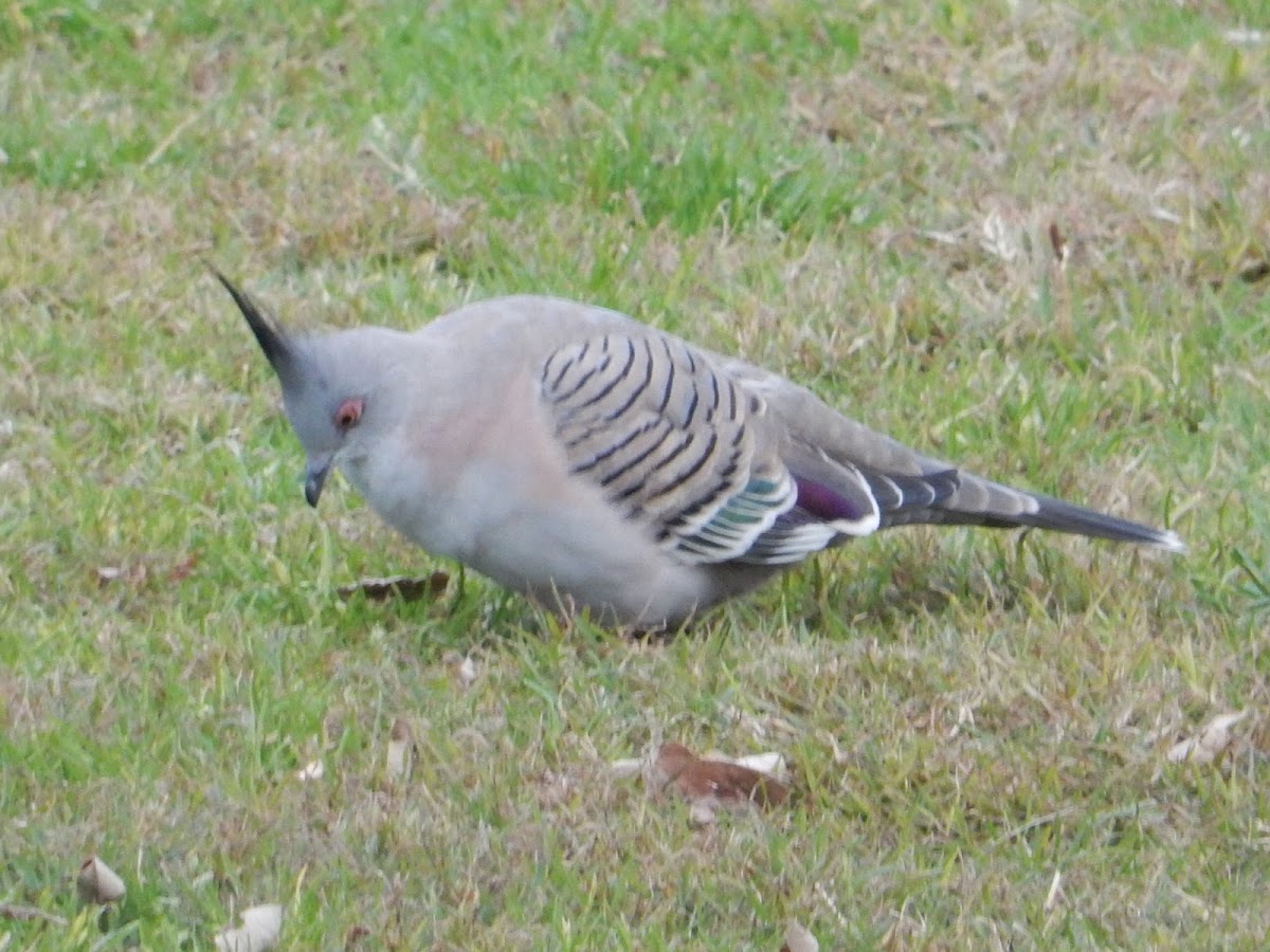 Crested Pigeon