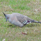 Crested Pigeon