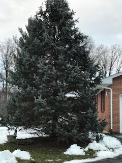 Blue spruce