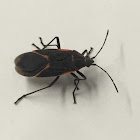 Boxelder bug