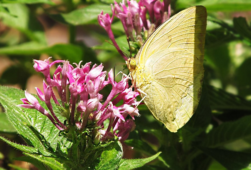 Lemon Emigrant Butterfly