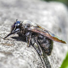 Carpenter Bee / Mamangava-de-Toco