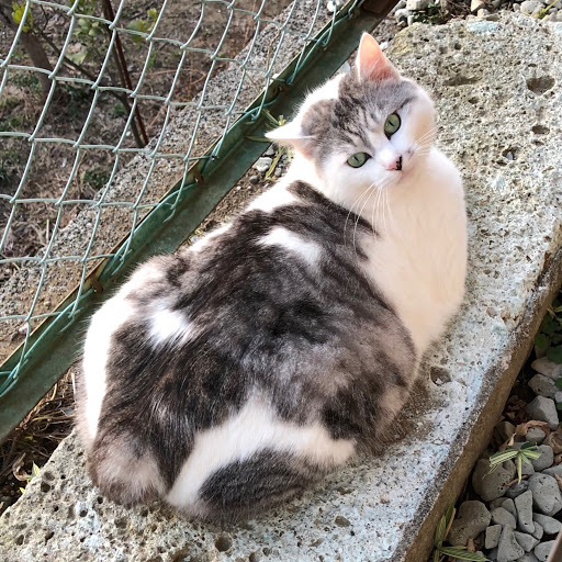 まじぇたびーずのプロフィール画像