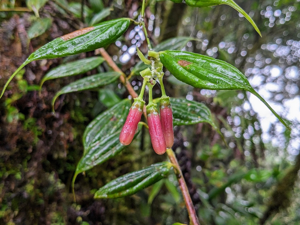 Cavendishia lactiviscida