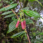 Cavendishia lactiviscida