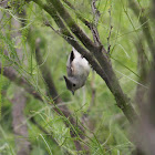 Black-Crested Titmouse