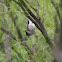 Black-Crested Titmouse