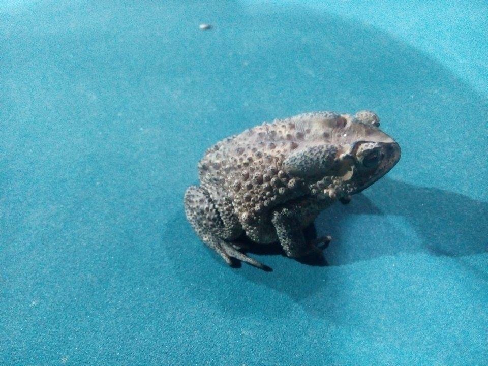 Asian common toad