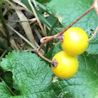 Common Ground Cherry