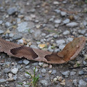 Copperhead