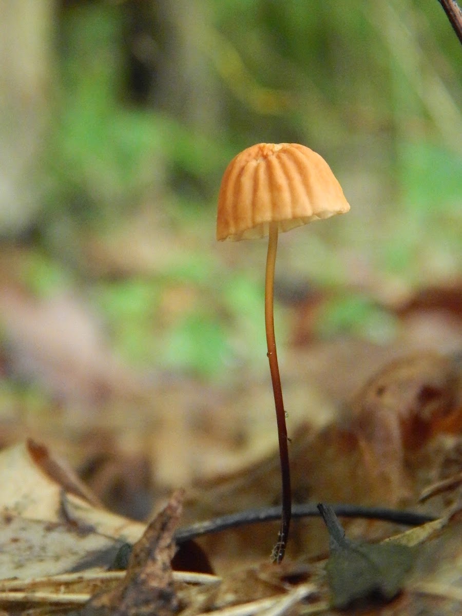 Orange Pinwheel