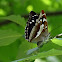 Purple Emperor