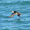 Atlantic Puffin