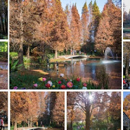 菁芳園 Tenway Garden／花園餐廳／落羽松