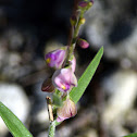 Showy Milkwort