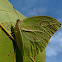 Orange-tipped Angled-sulphur