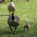 Brown goose on the meadow