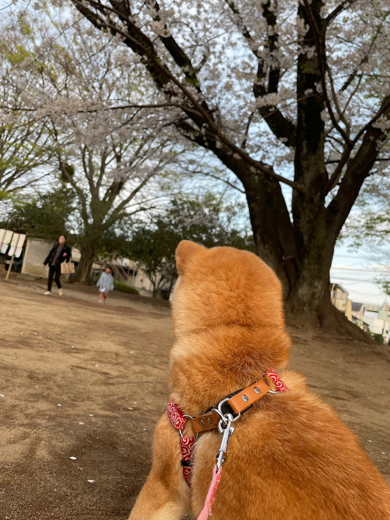 ジェイドの桜と愛車・散る前に・いぬtuneに関するカスタム事例の投稿画像5枚目