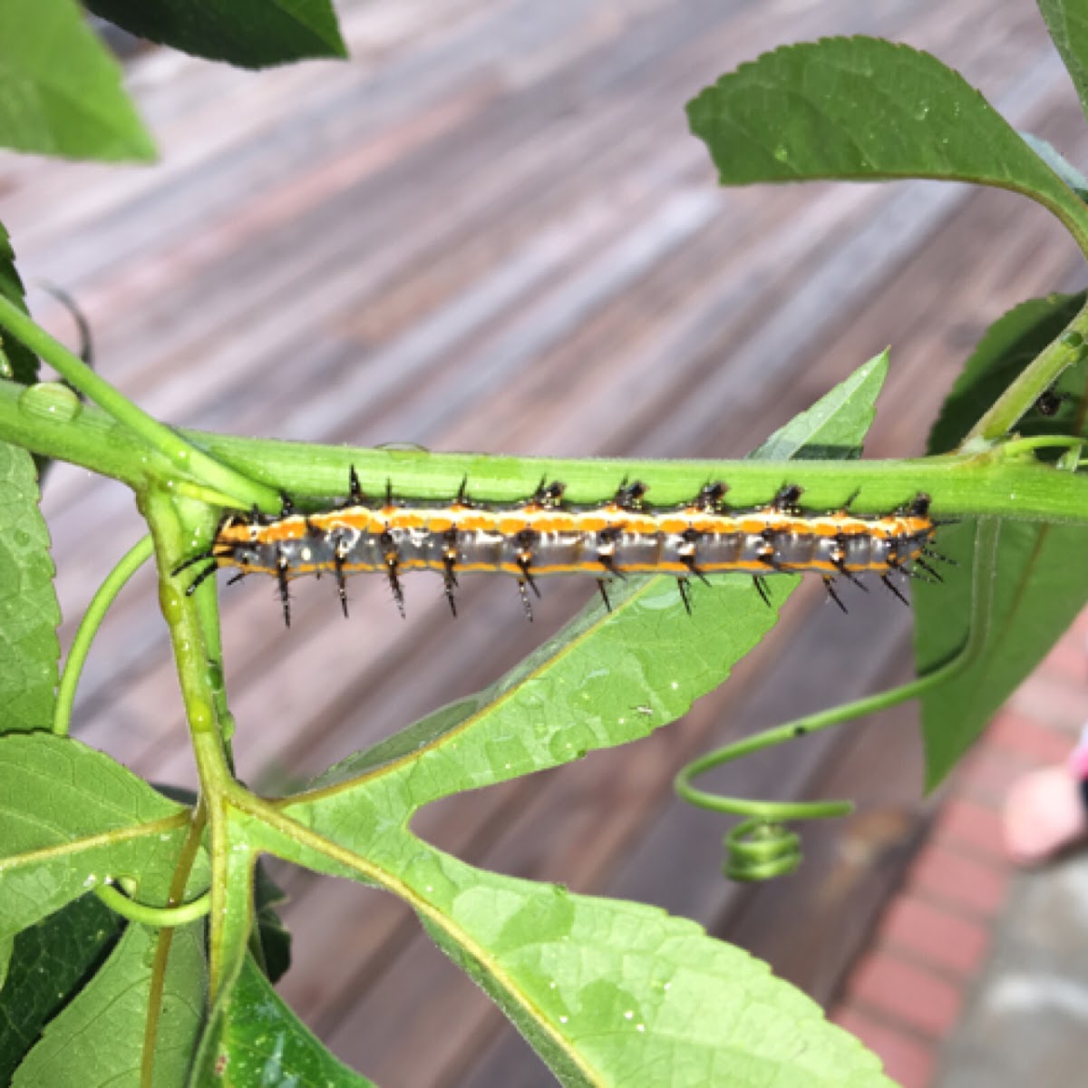 Gulf fritillary caterpillar