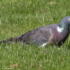 Woodpigeon