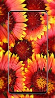 Red Wallpapers Screenshot