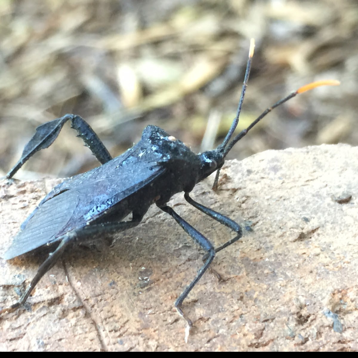 Leaf-footed Bug