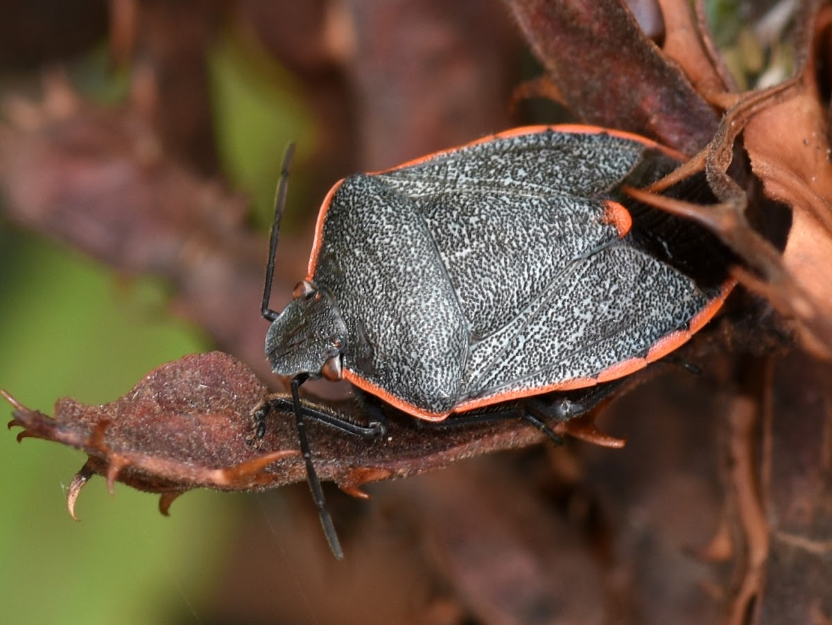 Shield bug