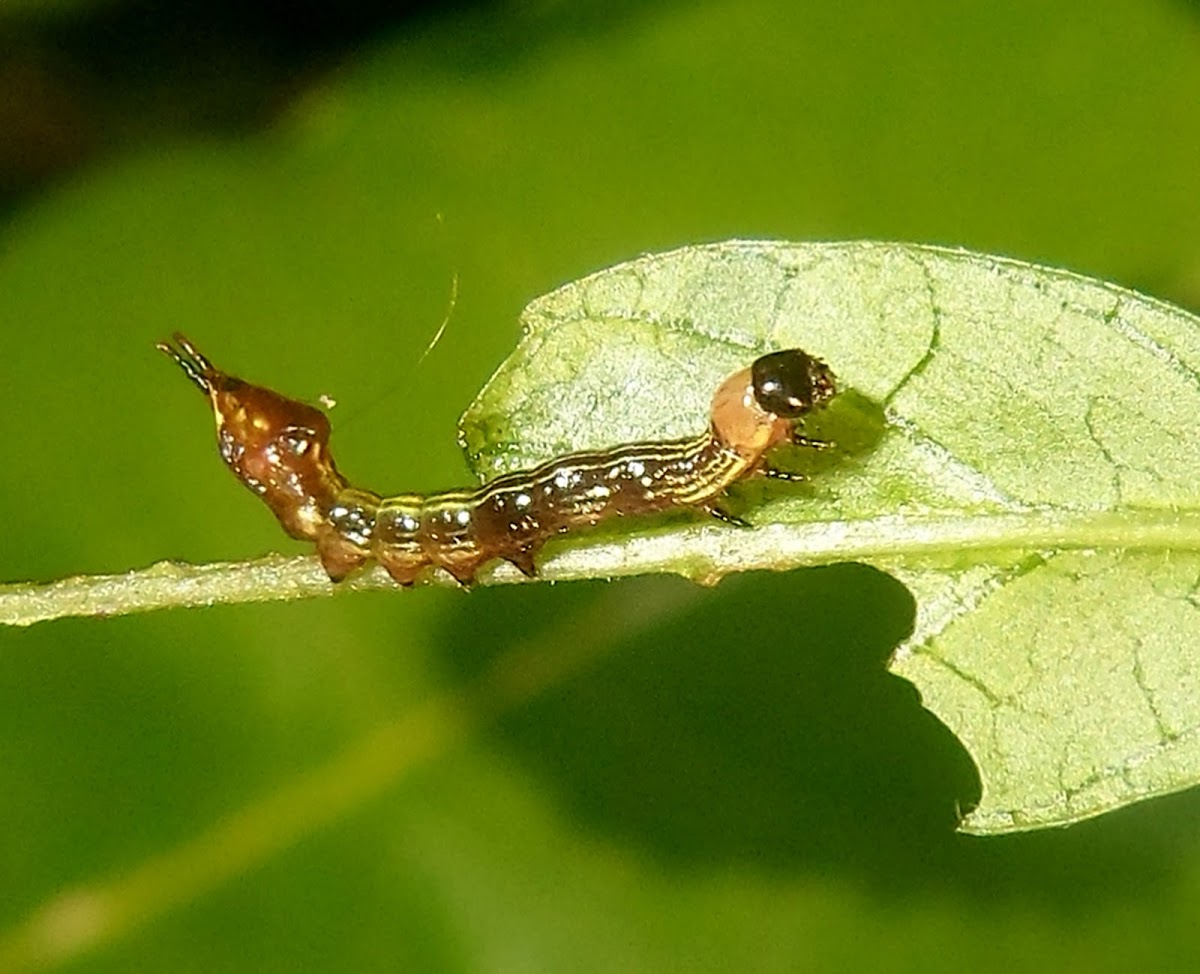 Nystalea Moth Caterpillar