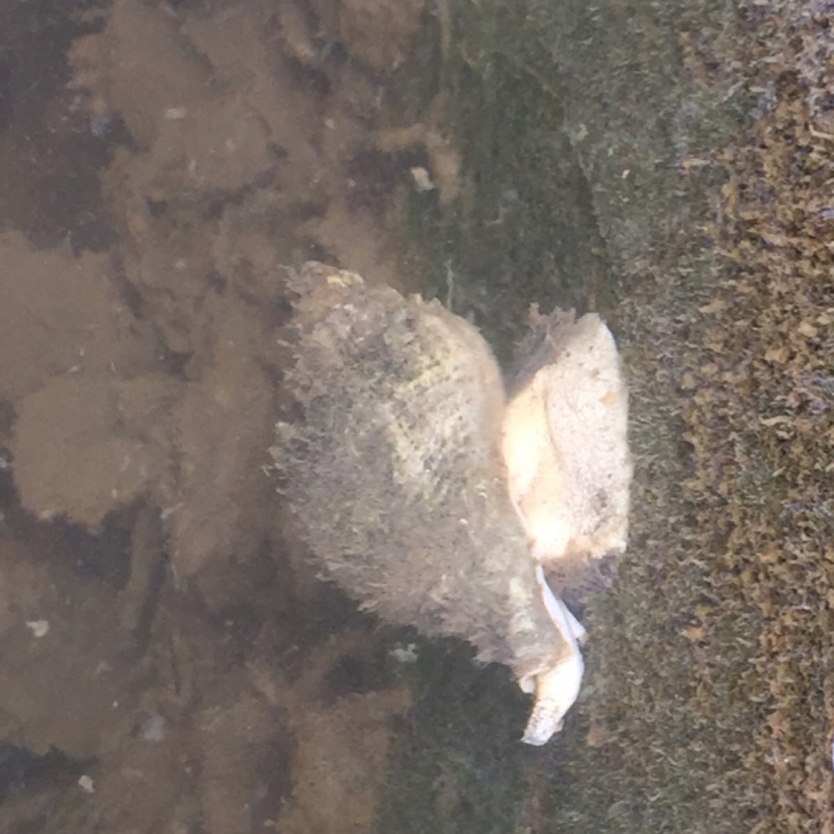 Florida Fighting Conch