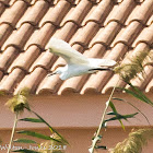 Little Egret; Garceta Común