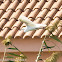 Little Egret; Garceta Común