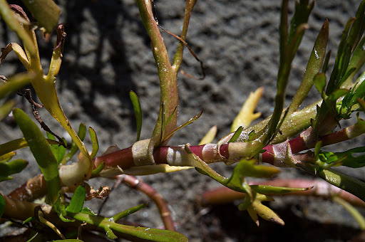 Cotula coronopifolia