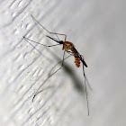 Common Malaria Mosquito