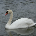 Mute Swan