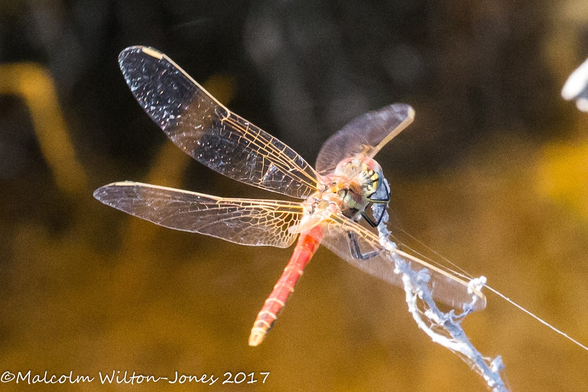 Red-veined Darter