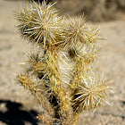 Silver Cholla