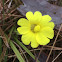 Yellow Butterwort