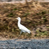 Cattle Egret