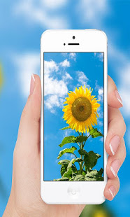 Sunflower(圖1)-速報App