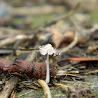 Gray shag mushroom