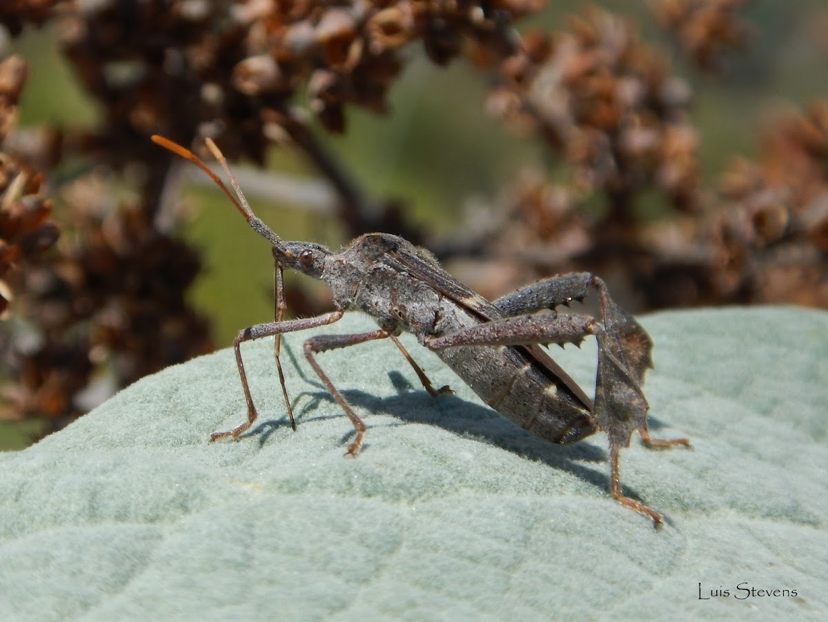 Leaf-footed bug