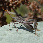 Leaf-footed bug