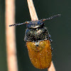 Short-horned Leaf Beetle